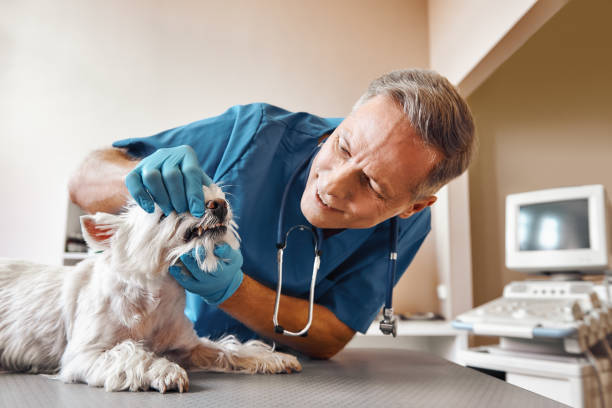 Best After-Hours Emergency Dentist in Ponderosa Park, CO